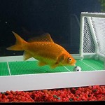 goldfish training kit