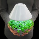 lightpot