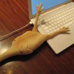 rubber chicken usb drive