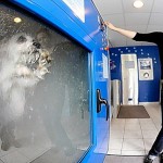 dog-o-matic