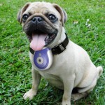Pet's Eye View Camera