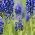 Sony's Ultra Compact Concept Camera Menu In Action - Video