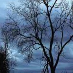 Dutch University: WiFi Mutates Trees