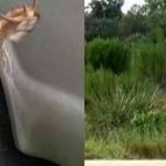 Lawless Hunters Beware, Robo-Deer Has Cometh