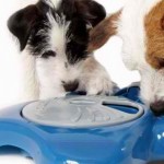 Aikiou Pet Feeders Are Silly And Appealing