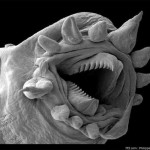 Hydrothermal Worm Haunts Your Nightmares