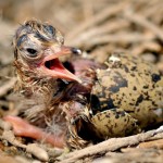 Harvard Lab Wants To Find The Missing Link Between Birds And Dinosaurs