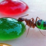 Indian Scientist Messes With Translucent Ants