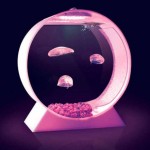 Desktop Jellyfish Tank Needs Pledges (Video)