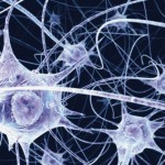Oh Yeah! Immortal Stem Cells Finally Created