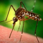 B-Movie Reality: Lab Grown Killer Mosquito Unleashed On Own Species