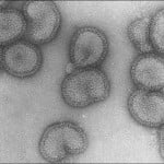 Chinese Lab Creates Cellular Anti-Flu Filter