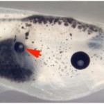 Scientists Mutate Tadpoles In Bizarre Cellular Experiment