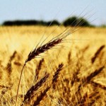 Bacteria Being Compromised To Strengthen Crops