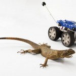 New Robot Design Inspired By Leaping Lizards (video)