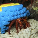 Hermit Crab Moves In To His New LEGO Home