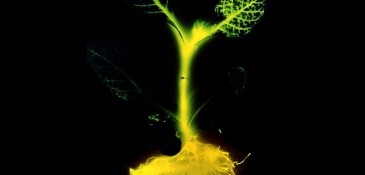 Glowing Plant