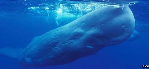 whale1