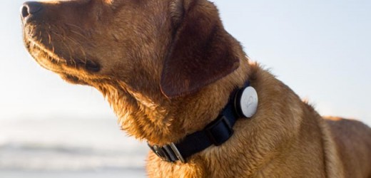 Whistle Dog Collar Tracks