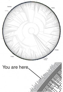 Tree of Life