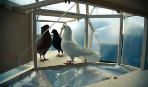 Pigeons