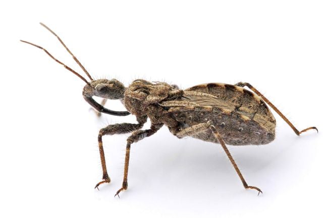 Assassin Bug