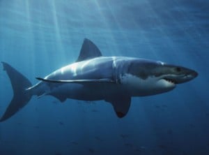 Shark Inspired Strait Power Turbine