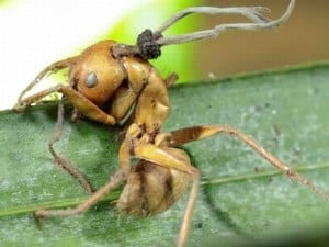 Zombie Ant