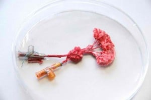 Human Meat-1