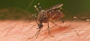 Mosquito