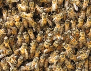Bees