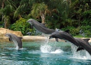 Dolphin