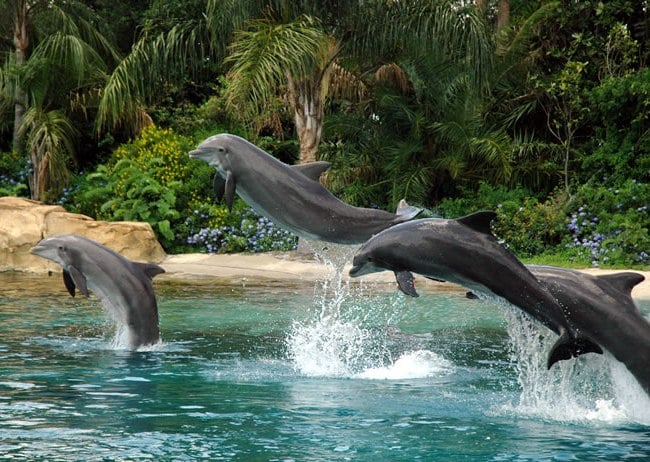 Dolphin