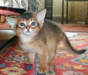 Kitten