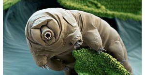 Tardigrade