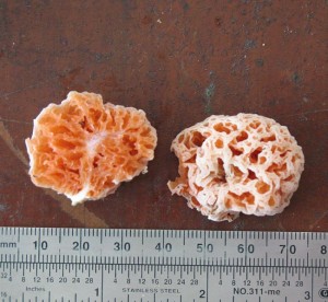 Spongebob Fungus
