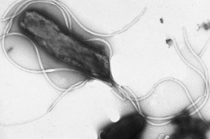 Bacteria 01