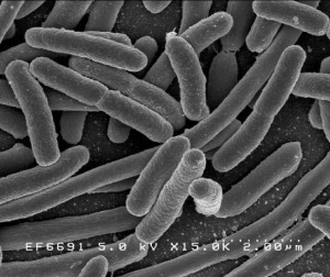 Bacteria 02