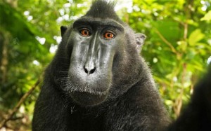 Monkey portrait