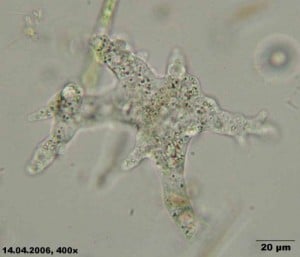 Amoeba