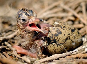 Bird Egg