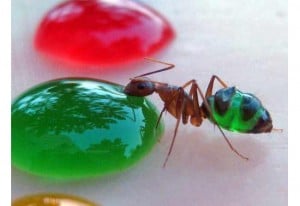 Colored Ant
