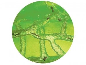 Ant Farm Revolution