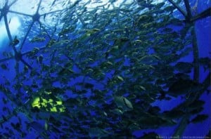 Aquapod