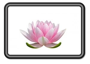 Lotus Glass