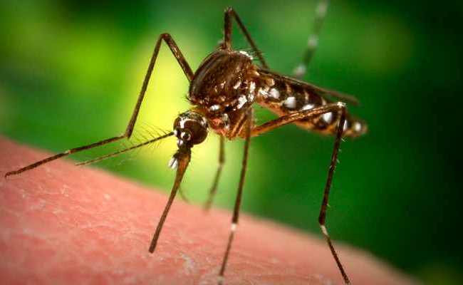 Mosquito
