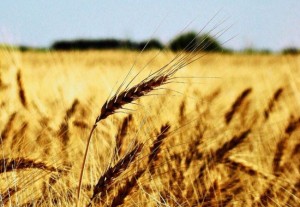 Wheat