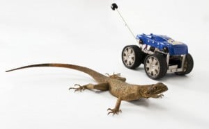 Leaping Lizard Robot