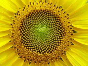 Sunflower center