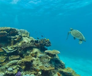 Google Street View Great Barrier Reef